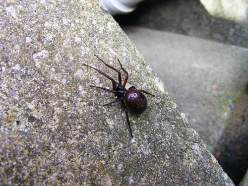 A false widow spider.