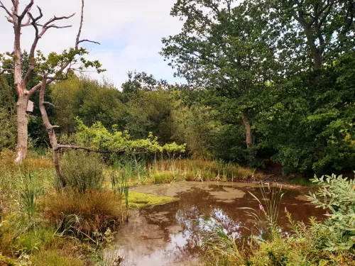 Pond at Cromers Wood