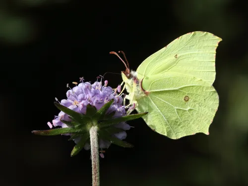 A brimstone moth on a flower, against a dark background