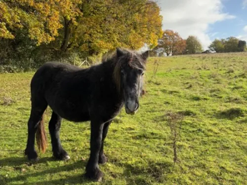A fell pony colt, black with grey tints.