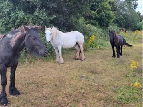 Three fell ponies standing together, one white, two black.