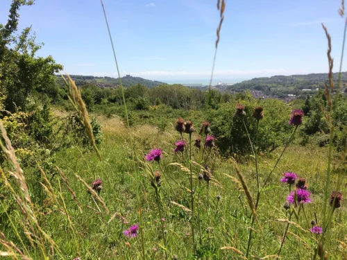 View from Old Park Hill towards the English Channel.  Black Knapweed flowers in the foreground