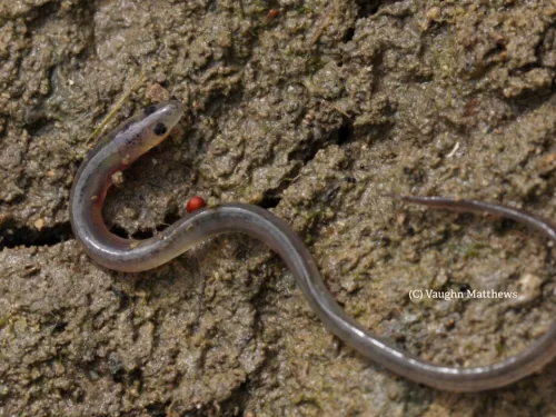 European eel (C) Vaughn Matthews