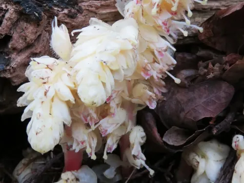 The toothwort plant with white leaves, tinged with pink.