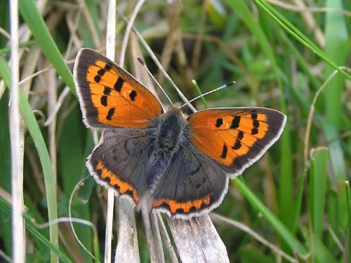 small copper butterfly on the grass