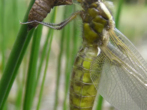 emerging dragonfly