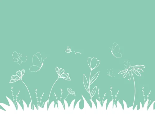A wildflower meadow