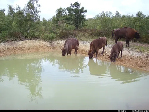 The bison herd at a watering hole.