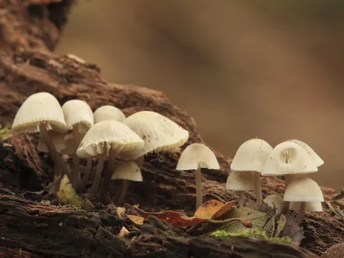 fungi growing on a tree