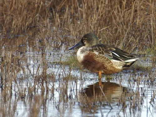 A single shoveler in water among the reeds.