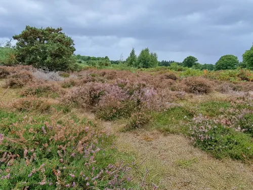 Heather at Hothfield