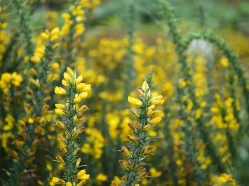 Dwarf Gorse Hothfield