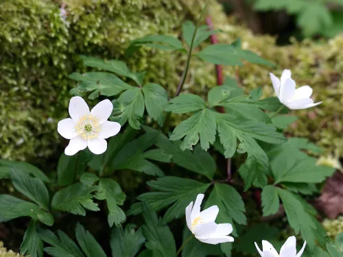Wood anemones