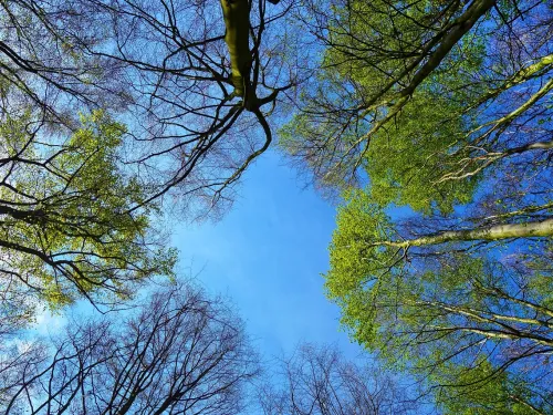 looking up at trees and sky