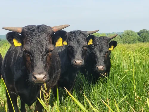 Three Mini Dexter cattle in field looking at the camera