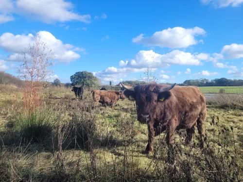 A brown mini dexter looking at the camera with 3 other dexters grazing in the background