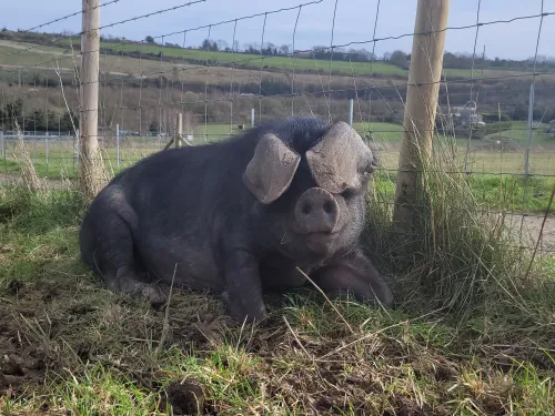 A large black pig laying down against a fence looking at the camera