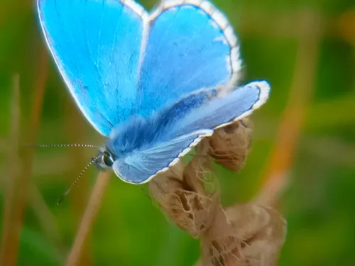 Adonis Blue butterfly resting on a plant