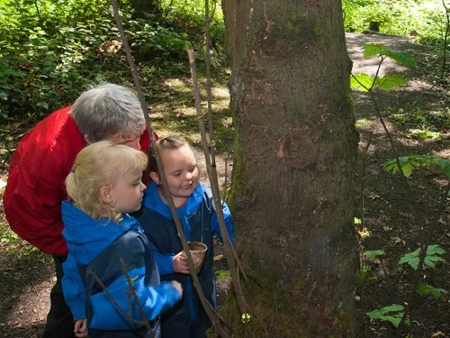 Two children in waterproofs looking at a tree in woodland with an adult. 