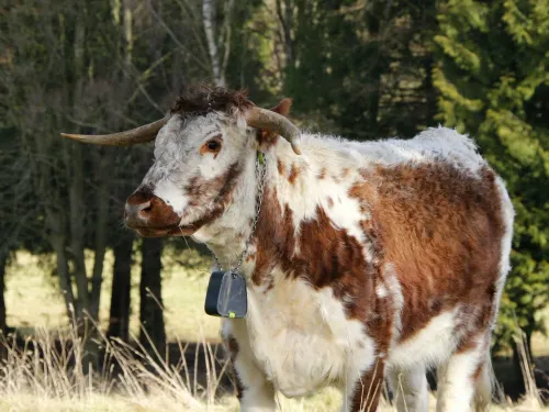 Portrait of a Longhorn cow with a NoFence Collar on.