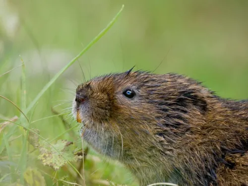 Water vole