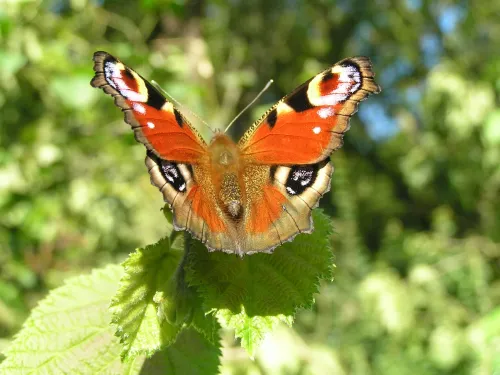 Peacock butterfly on a leaf