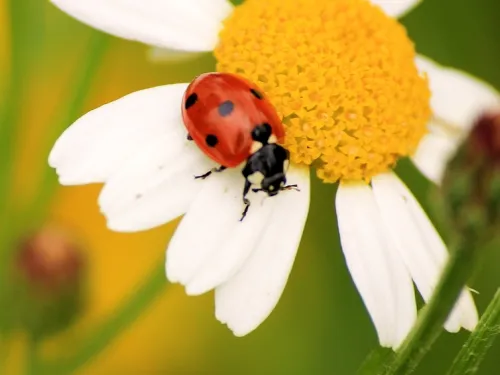 Ladybird