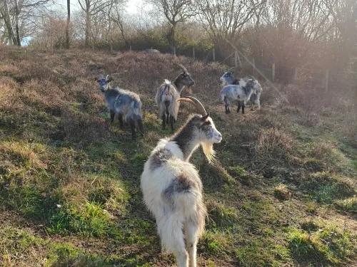 Grazing goats on Wouldham Common
