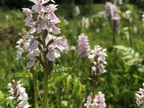 Heath Spotted Orchids