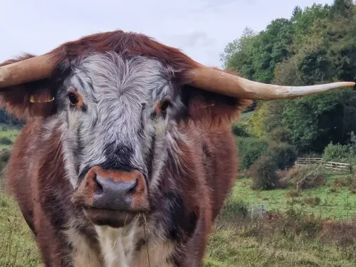 A longhorn cow looking right down the camera.