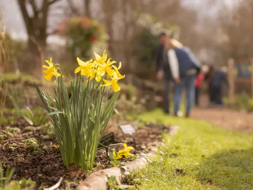daffodils on path