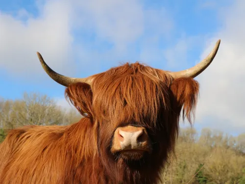 Highland cow 