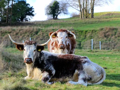 Longhorns at Ironhurst Valley Nature Reserve