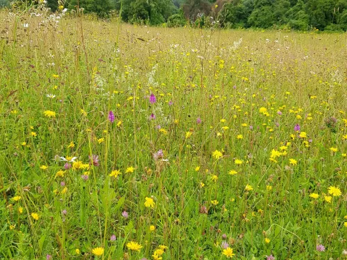 wildflower meadow chalk downland