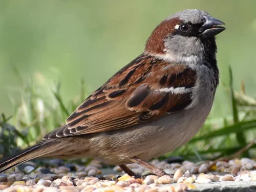 sparrow