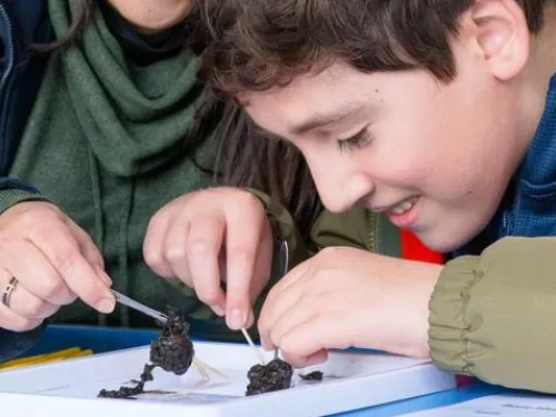 A child dissecting an owl pellet