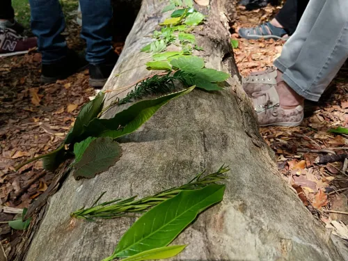 Leaf on tree