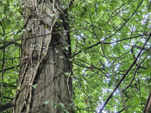 Oaken Wood