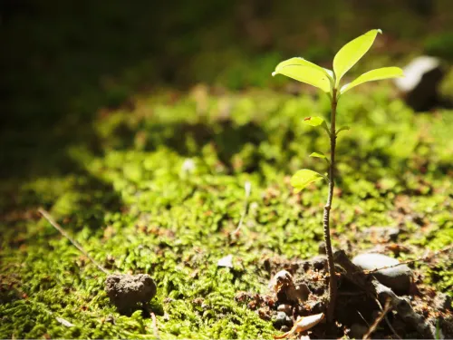 Young plant sprouting