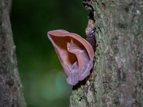 jelly ear fungus