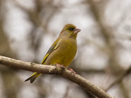 A greenfinch on a branch.