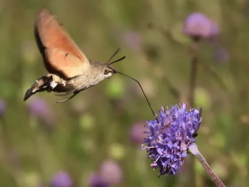 A hummingbird hawk moth and a purple flower.