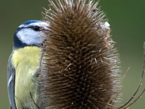 A blue tit on a teasel.