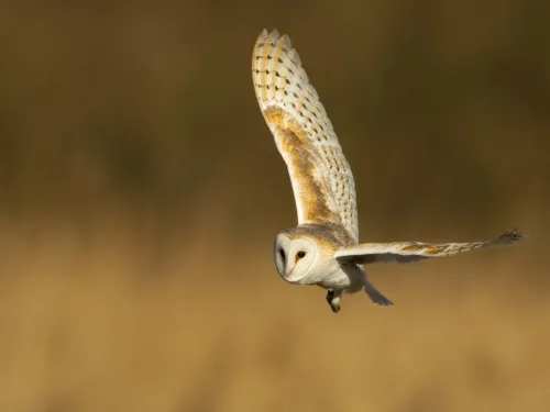 Barn owl flying over a dusky field