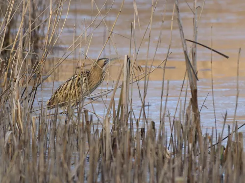 Bittern