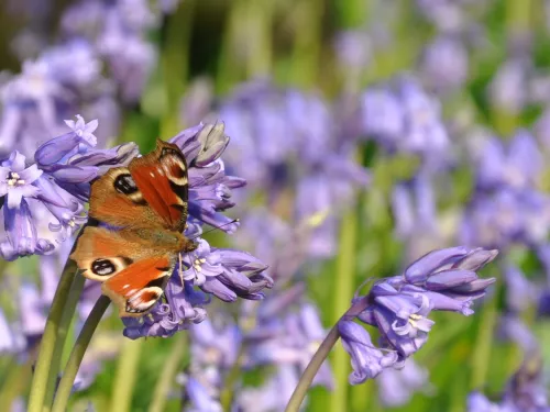 Brenchley Wood peacock butterfly on the flowering bluebells