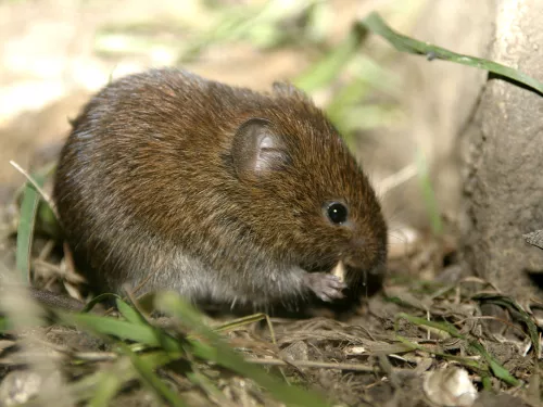 A bank vole at Hewitts Chalk Bank.