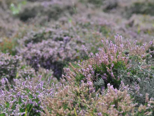 Hothfield heather in flower