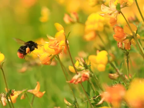 red-tailed bumblebee