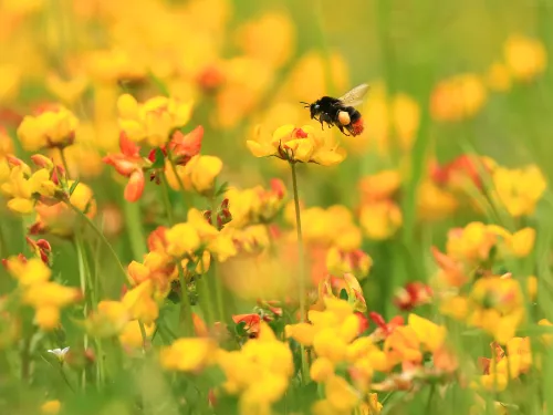 red-tailed bumblebee